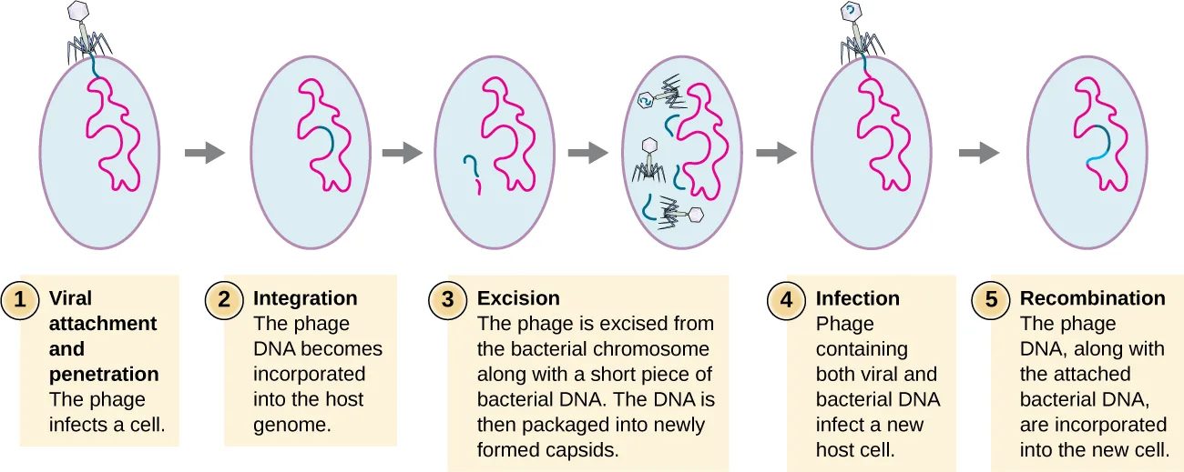 A six-position diagram of specialized transduction, each position a small oval bacterial cell with phage and DNA drawn inside.