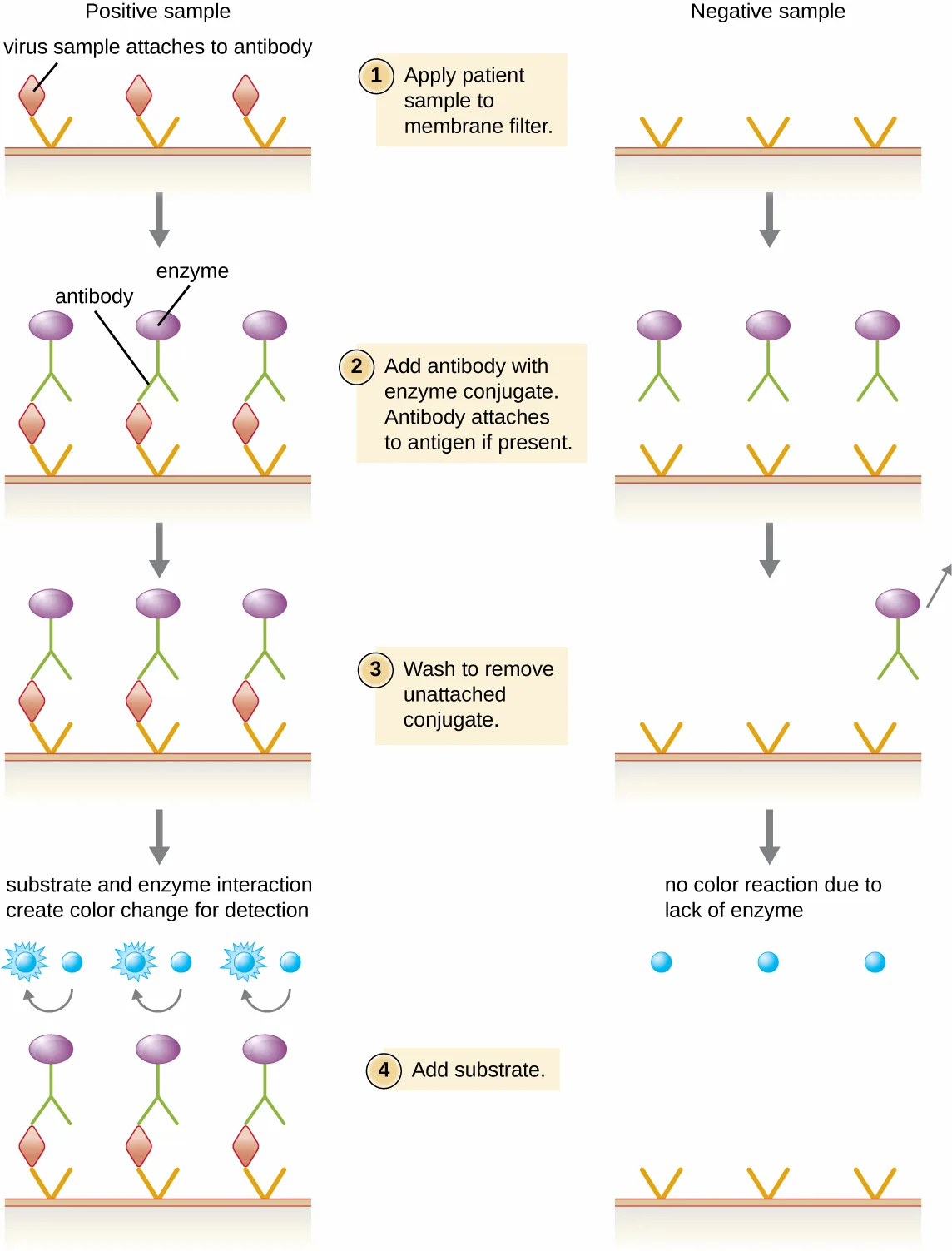 A four-step diagram comparing a positive and a negative EIA sample side by side, from applying the patient sample to a membrane filter through washing and adding a substrate that produces a visual marker only in the positive sample.