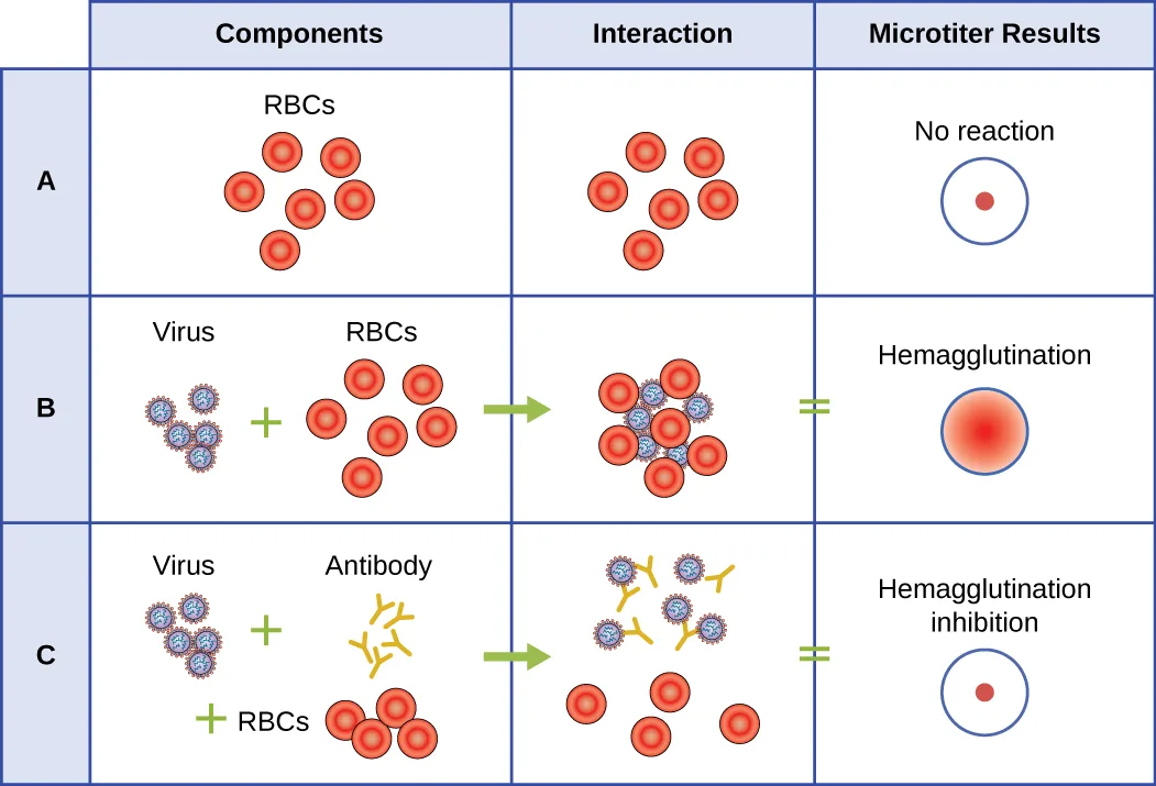 A three-row chart illustrating a hemagglutination test, with columns for the components mixed, their interaction, and the resulting appearance in a microtiter well.