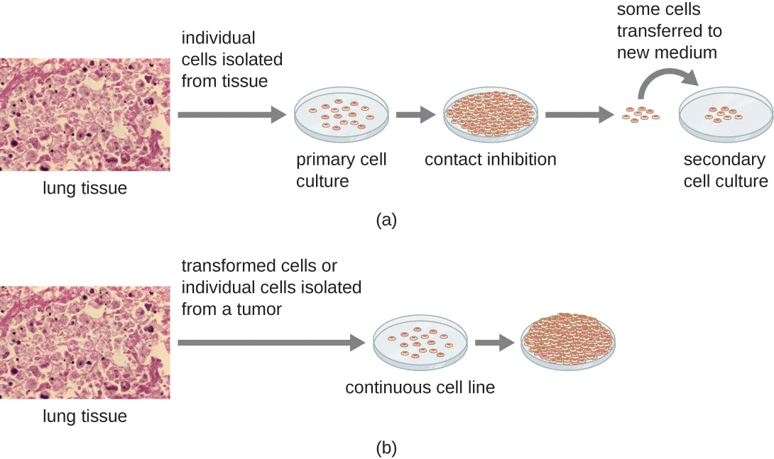 A two-row flow diagram. (a) A micrograph of pink-and-purple stained lung tissue leads to a sparse plate of round cells labeled primary cell culture; an arrow leads to a second plate showing the cells grown into a dense, touching layer labeled contact inhibition; some cells from that plate are then transferred to a new, sparse plate labeled secondary cell culture. (b) The same lung-tissue micrograph leads to a plate of cells labeled continuous cell line, and a further arrow leads to a plate where the cells have grown into a thick, piled-up mass rather than a single flat layer.