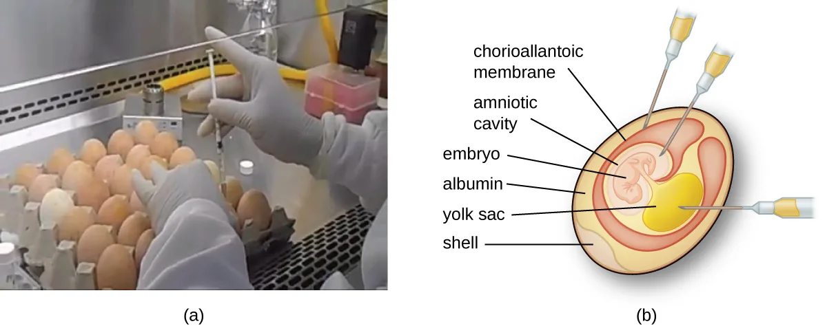 (a) A gloved technician injects a tray of intact chicken eggs with a syringe. (b) A labeled cutaway diagram of one egg with three syringe needles inserted at different depths, and labels reading chorioallantoic membrane, amniotic cavity, embryo, albumin, yolk sac, and shell.