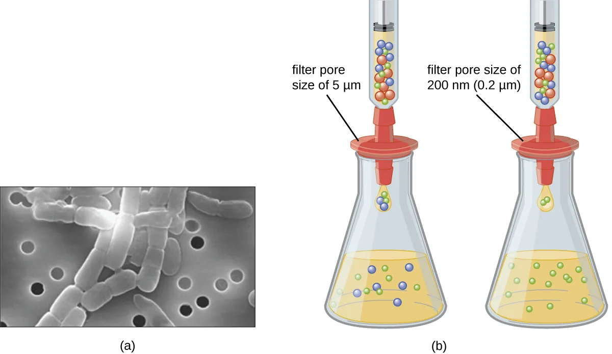 (a) A grayscale electron micrograph of rod-shaped bacterial cells resting on a punctured membrane filter; the round pores in the membrane are visibly smaller than the bacteria. (b) A diagram of two identical filtration setups, each a syringe of red, blue, and green spheres emptying through a filter into a flask. The left filter is labeled a pore size of 5 µm and its flask collects blue and green spheres, not red; the right filter is labeled a pore size of 200 nm (0.2 µm) and its flask collects only green spheres.