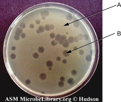 A Petri dish photograph. A smooth, pale beige surface fills most of the plate, and an arrow labeled (A) points into that smooth area. Scattered across the plate are many small, round, darker spots, and an arrow labeled (B) points to one of them.