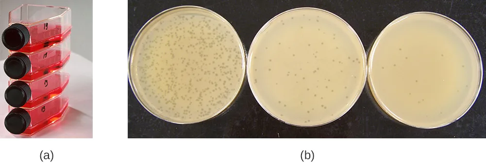 (a) A stack of four red-capped, flat rectangular cell-culture flasks filled with red liquid medium. (b) Three round agar plates side by side, each covered with a smooth, pale tan bacterial lawn dotted with small, darker circular plaques; the leftmost plate carries far more plaques than the other two.