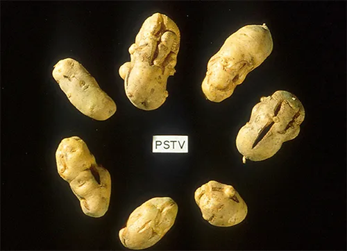 A photograph of seven deformed potatoes arranged in a circle around a card labeled PSTV, each potato showing lumpy bulges and deep cracks or splits in its brown-and-tan skin.