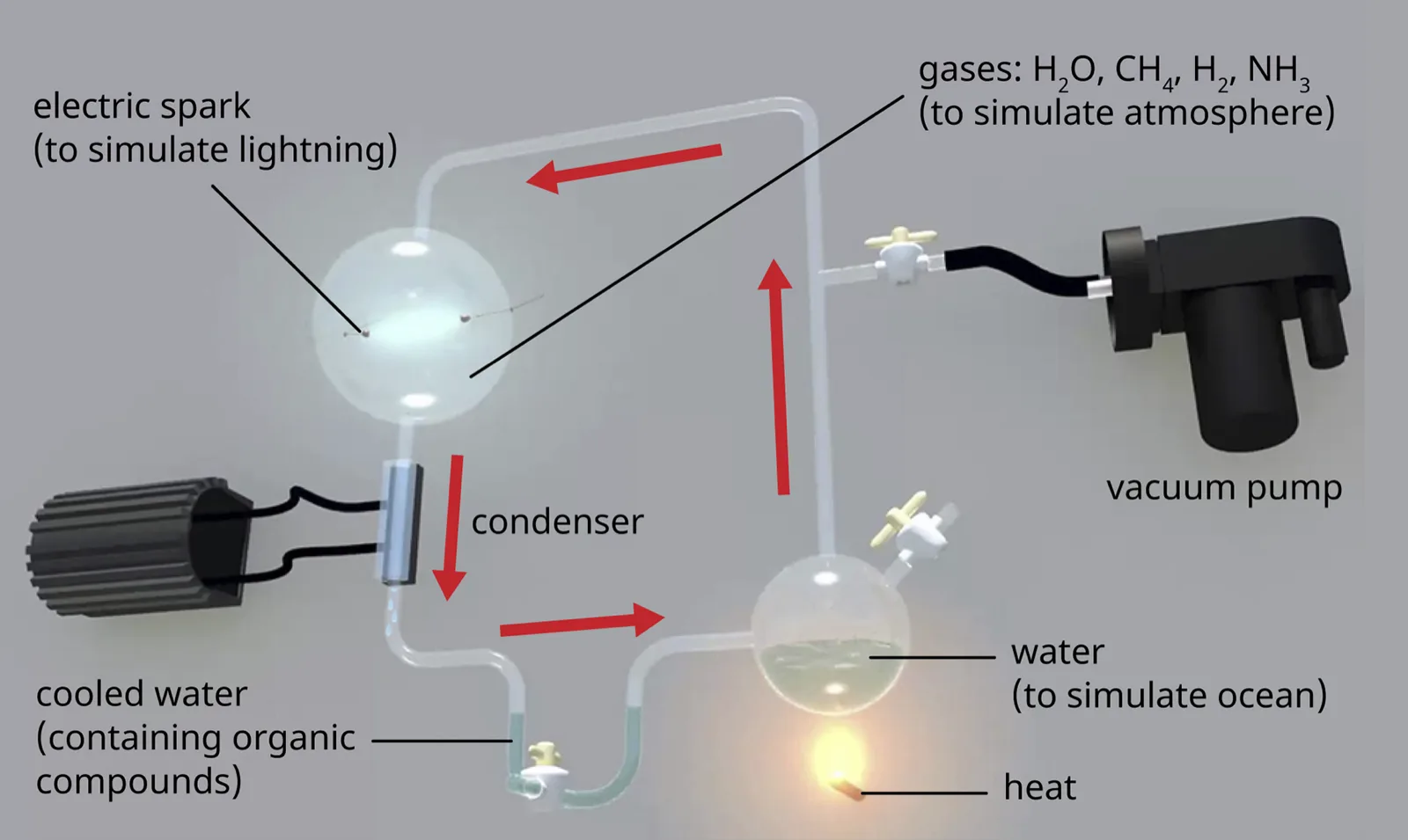 A closed loop of glass tubing with red arrows showing the flow. At lower right a flask of water labelled to simulate the ocean sits over a flame; above it a stopcock leads to a vacuum pump and to the gases water, methane, hydrogen, and ammonia, labelled to simulate the atmosphere. At upper left a larger flask holds two electrodes producing an electric spark, labelled to simulate lightning. Below it a condenser cools the vapour into a trap labelled cooled water containing organic compounds, which drains back toward the heated flask.