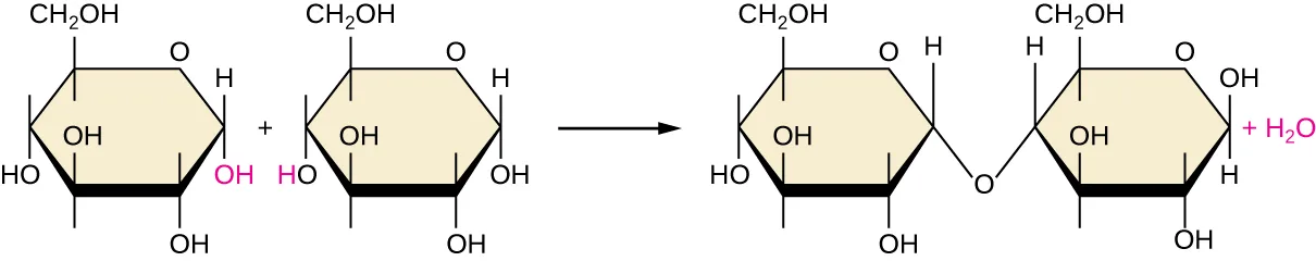 Two ring-shaped glucose molecules on the left, one with a highlighted hydroxyl group on its first carbon and the other with a highlighted hydrogen on the oxygen of its fourth carbon. An arrow points to a single linked molecule on the right in which those two highlighted atoms are gone and the two rings are instead joined through that oxygen, with a separate water molecule shown beside it.