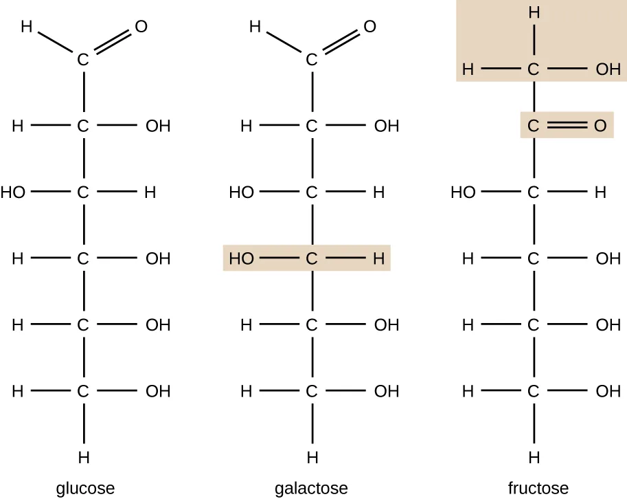 Three six-carbon chains drawn vertically. Glucose and galactose each have a carbon double-bonded to an oxygen at the top, then four carbons each carrying a hydroxyl group on the left or right side, alternating differently between the two chains, ending in a carbon with two hydrogens. Fructose has a hydroxyl-bearing top carbon, a carbon double-bonded to oxygen second from the top, then four more hydroxyl-bearing carbons, the last ending in a carbon with two hydrogens.