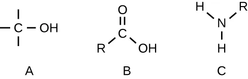 Three labelled structural formulas. Formula A shows a carbon bonded above and below to unlabeled bonds and to an oxygen bearing a hydrogen. Formula B shows a carbon double-bonded to an oxygen and singly bonded to an oxygen bearing a hydrogen, and to an R. Formula C shows a nitrogen bonded to an R group and to two hydrogen atoms.
