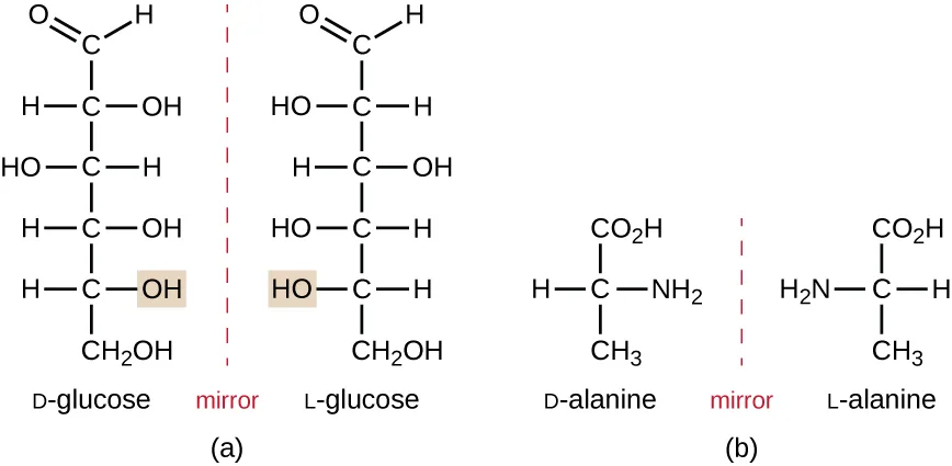 Two pairs of mirror-image structural formulas, each pair separated by a dashed line labeled mirror. D-glucose and L-glucose are six-carbon chains whose hydroxyl groups sit on opposite sides at every carbon below the top, double-bonded oxygen. D-alanine and L-alanine are three-carbon chains whose amino groups sit on opposite sides of the chain.