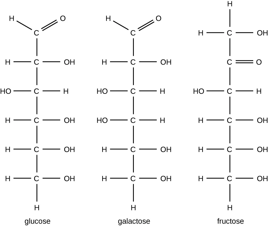 Structural formulas of glucose, galactose, and fructose, each a six-carbon chain of carbons bearing hydroxyl groups. Glucose and galactose both have a double-bonded oxygen at carbon 1 and differ only in the direction of one hydroxyl group; fructose has a double-bonded oxygen at carbon 2, with hydroxyl groups at every other carbon.