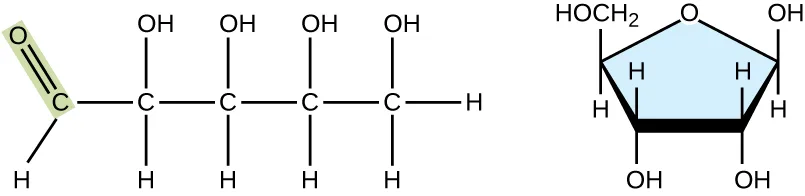 A chain of 5 carbons. Carbon 1 has a double-bonded O and an H. Carbons 2, 3, and 4 each have an OH above the chain and an H below. Carbon 5 has an OH and 2 Hs. The second image is a pentagon: the top point is an O, moving clockwise the next 3 points are each attached to an OH and an H, and the last point is attached to an H and a CH2OH.