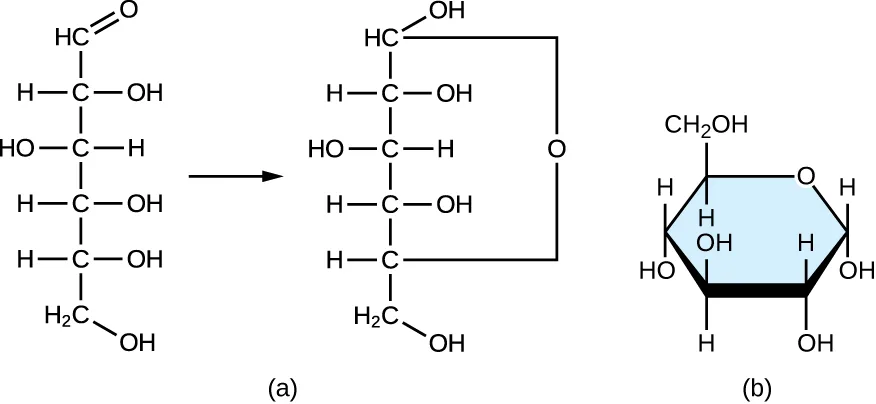 (a) A diagram showing how a linear carbohydrate forms a ring. Glucose has 6 carbons; carbon 1 has a double-bonded O. Carbon 5 has an OH group. After the ring forms, carbon 1 is attached to the O with a single bond, and this O is now also attached to carbon 5. (b) The final structure, a hexagon shape: the top right corner is an O, the next 5 corners are Cs, and the C at the top left is attached to another C that projects upward from the ring.
