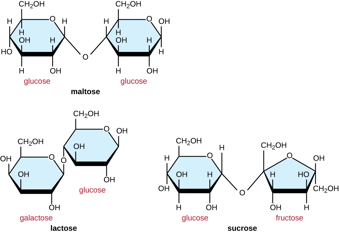 Maltose is made of two glucose molecules linked with an O from carbon 4 of one glucose to carbon 1 of the other. Lactose is made of a glucose linked to a galactose, with carbon 4 of glucose linked to carbon 1 of galactose. Sucrose is made of a glucose and a fructose, with carbon 1 of glucose bound to carbon 2 of fructose.