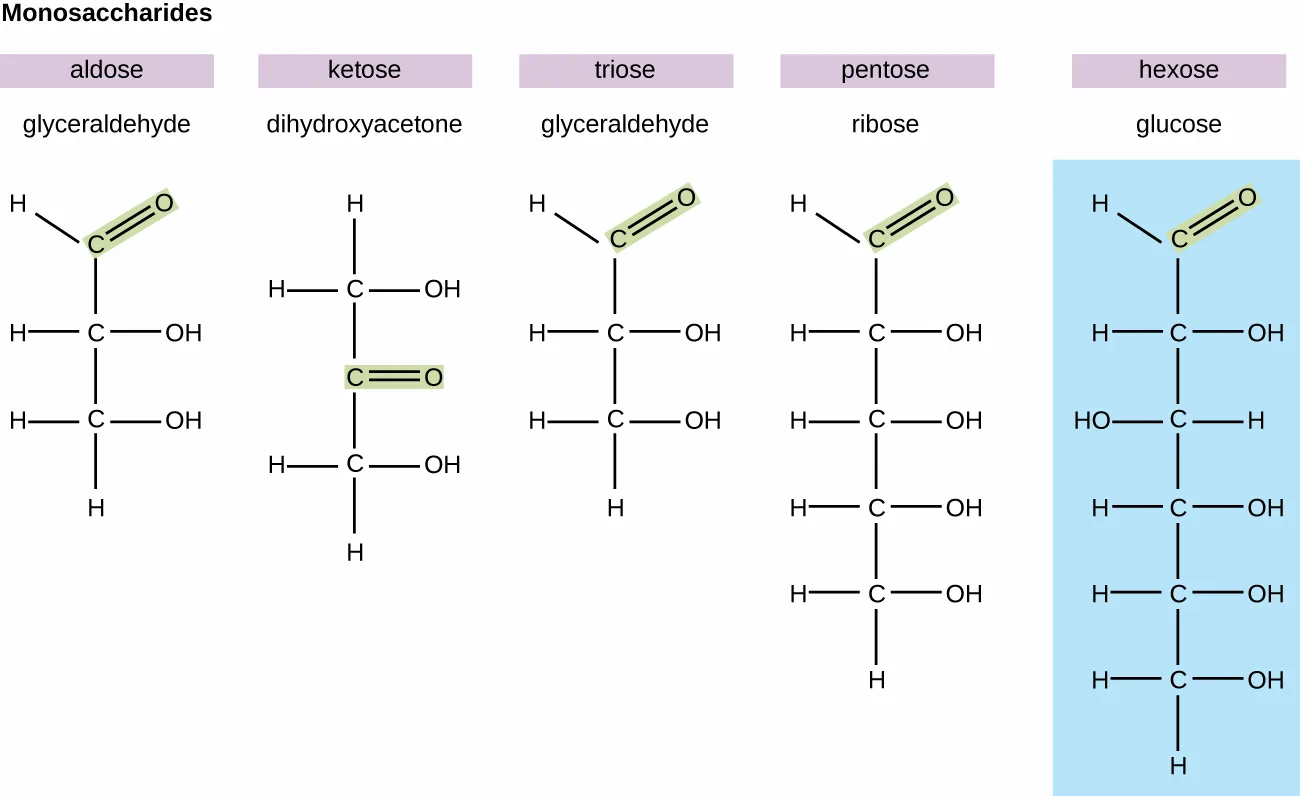 Diagrams of various monosaccharides. Glyceraldehyde is an aldose because it has a double-bonded O attached to an end carbon. Dihydroxyacetone is a ketose because it has a double-bonded O attached in the center of the chain. Glyceraldehyde is a triose because it has 3 carbons. Ribose is a pentose because it has 5 carbons. Glucose is a hexose because it has 6 carbons.