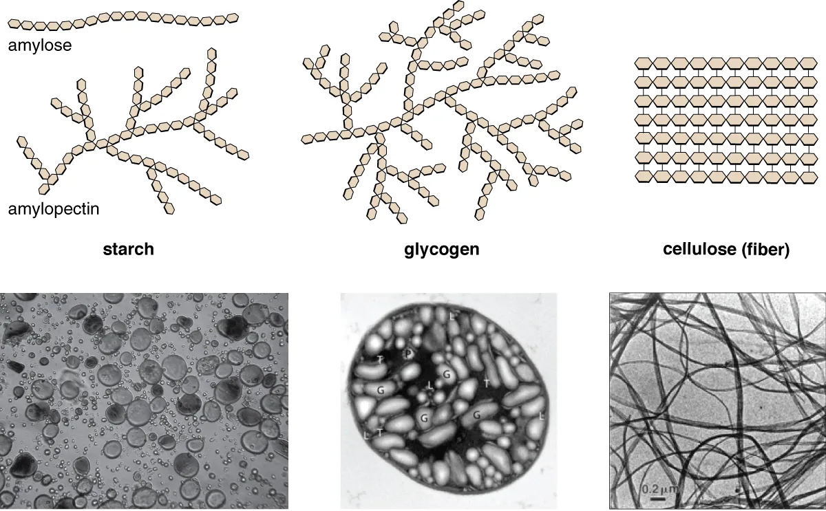 Two branching diagrams of chains of hexagons represent the glucose polymers amylose (a straight chain) and amylopectin (a branching chain), which together make up starch; a more highly branching chain of hexagons represents glycogen; and many rows of hexagons linked into a flat lattice represent cellulose fiber. Below, micrographs show starch granules resembling round bubbles, glycogen granules resembling ovals inside a cell, and cellulose fibers resembling long strands.