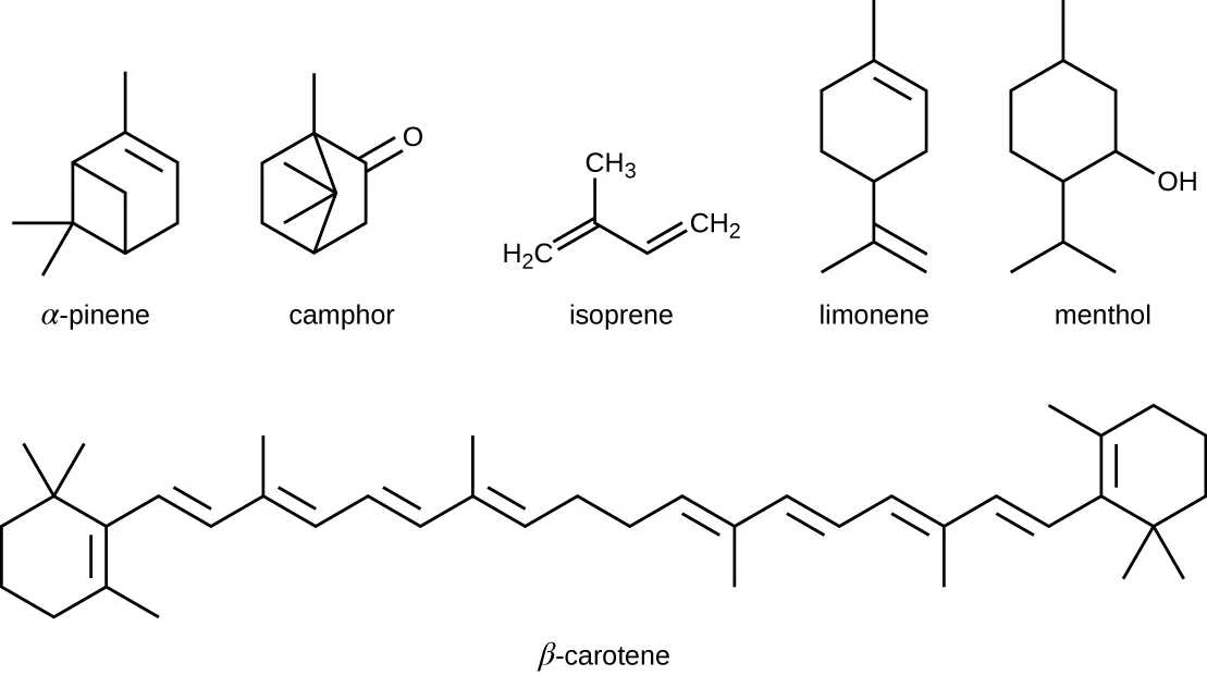 A diagram of six isoprenoids. Alpha-pinene and camphor are each a bicyclic carbon ring with methyl branches; camphor's ring also carries a double-bonded oxygen. Isoprene is a four-carbon chain with a fifth carbon branching from the second carbon and two double bonds. Limonene is a six-membered carbon ring with a branched two-carbon substituent. Menthol is a six-membered ring with a similar substituent plus a hydroxyl (OH) group elsewhere on the ring. Beta-carotene is two six-membered rings joined by a long chain of alternating double bonds.