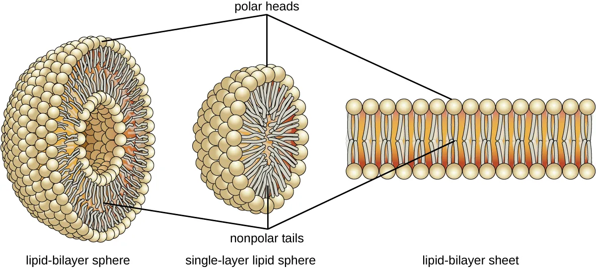 A diagram of three self-assembled phospholipid structures, left to right: a lipid-bilayer sphere, a ring of two phospholipid layers with polar heads facing both its outer and hollow inner surfaces and nonpolar tails sandwiched between them; a single-layer lipid sphere with polar heads outside and nonpolar tails filling the interior; and a lipid-bilayer sheet, a flat two-layer band with polar heads facing outward on both sides and nonpolar tails meeting in the middle. Lines labeled “polar heads” and “nonpolar tails” point to each structure's matching rows.
