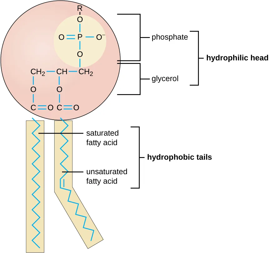 A diagram of a phospholipid. A large circle labeled hydrophilic head contains a three-carbon glycerol backbone with a phosphate group — a phosphorus atom bonded to four oxygen atoms, one marked R — attached to one carbon. Two long zig-zag carbon chains labeled hydrophobic tails extend from the circle: one is a straight chain labeled saturated fatty acid, and the other has a kink at a double bond and is labeled unsaturated fatty acid.