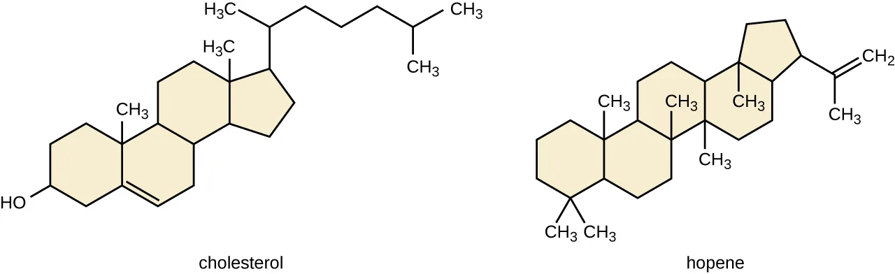 A diagram of two multiringed lipids. Cholesterol is drawn as three fused six-membered carbon rings, the third fused to a five-membered ring that carries a branched carbon side chain; a hydroxyl (OH) group is shown at the opposite end of the ring system, and one ring carries a double bond. Hopene is drawn as four fused six-membered carbon rings, the last fused to a five-membered ring bearing a short branched carbon side chain, with methyl branches at several ring junctions.
