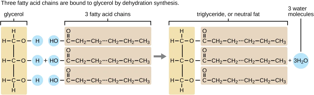 A diagram of dehydration synthesis. On the left, a three-carbon glycerol backbone has an −OH group on each carbon, with the H atom of each −OH highlighted, beside three fatty acid chains, each a long carbon chain ending in a carbon bonded to a double-bonded O and a highlighted −OH. On the right, an arrow leads to the product: a triglyceride in which each fatty acid's end carbon now bonds through an O to a carbon of the glycerol backbone, with three water molecules shown released to the side.