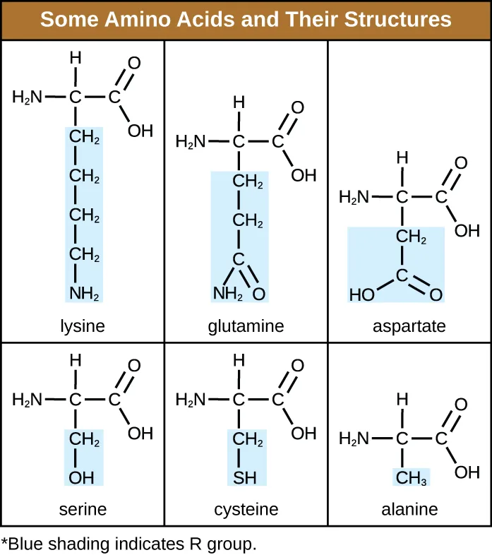 A six-panel table titled 'Some Amino Acids and Their Structures.' Each panel draws an amino acid as a central carbon bonded to an amino group, a hydrogen, a carboxyl group, and a shaded side (R) group that differs by amino acid: lysine, glutamine, aspartate, serine, cysteine, and alanine.