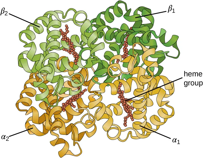 A four-lobed ribbon structure of coiled and wound ribbons in two colors, labeled α1, α2 (gold) and β1, β2 (green); a cluster of reddish spheres embedded in each lobe is labeled heme group.