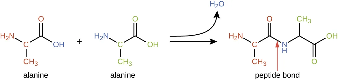Two separate alanine molecules, each drawn as H2N–CH(CH3)–COOH, react to release a water molecule (labeled H2O) and form a dipeptide: the two alanine units joined by a carbon-nitrogen bond, labeled 'peptide bond,' where the carboxyl carbon of the first alanine bonds to the amino nitrogen of the second.