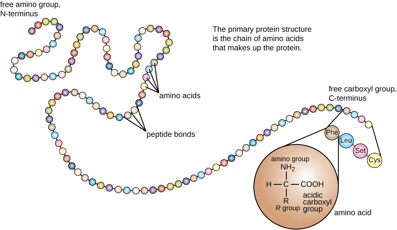 A winding chain of colored circles representing linked amino acids, running from a free amino group (N-terminus) at one end to a free carboxyl group (C-terminus) at the other, with an inset showing a single amino acid's generic structure.