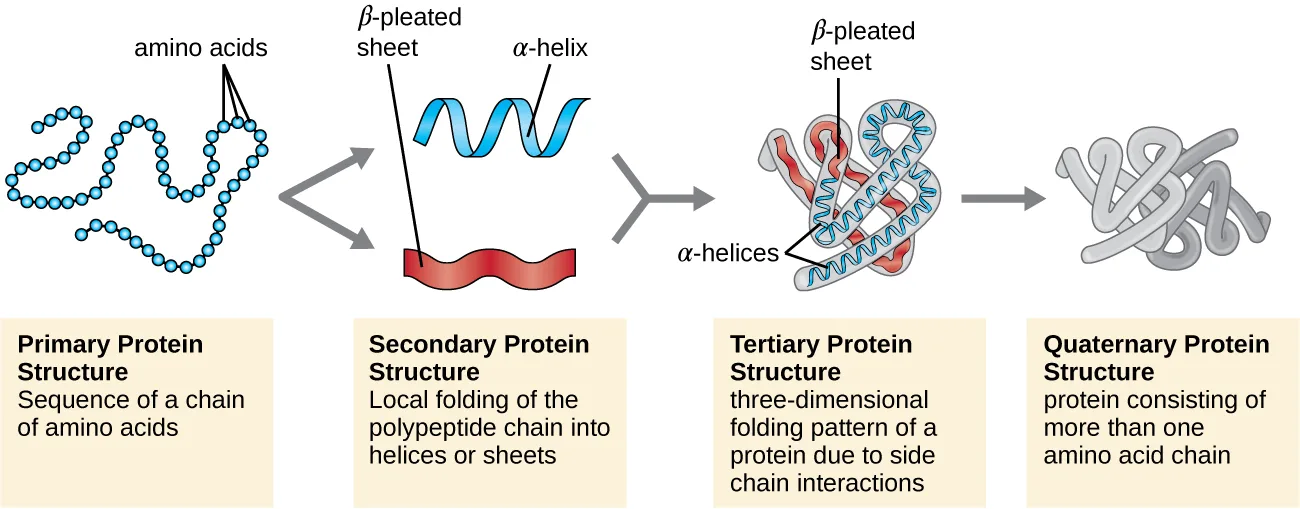 Four labeled panels, left to right: 'Primary Protein Structure' shows a beaded chain of amino acids; 'Secondary Protein Structure' shows a spiral (α-helix) and a folded ribbon (β-pleated sheet); 'Tertiary Protein Structure' shows helices and sheets folded into one compact 3-D shape; 'Quaternary Protein Structure' shows two such folded shapes joined together.