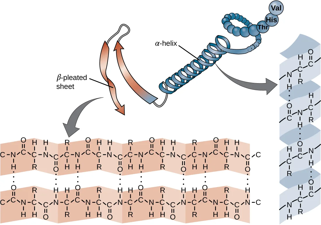 A chain of spheres forms a coiled spiral labeled α-helix, and the same kind of chain also forms a ribbon that folds back on itself, labeled β-pleated sheet; two close-up insets show dotted lines marking hydrogen bonds between amino acids that hold each shape together.