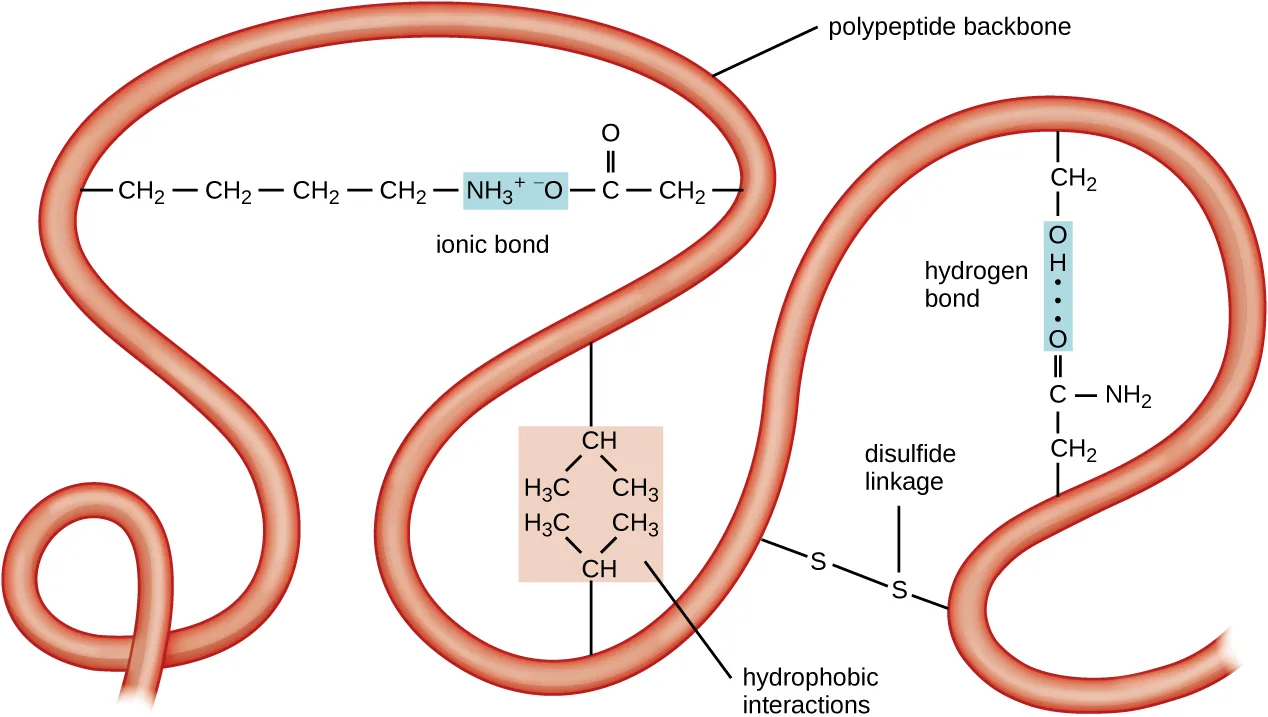 A looping red ribbon labeled 'polypeptide backbone' with four close-ups of the interactions that fold it, three of them boxed: an ionic bond between a positively charged and a negatively charged side chain, hydrophobic interactions among nonpolar side chains, a disulfide linkage between two sulfur atoms, and a hydrogen bond between two polar side chains.