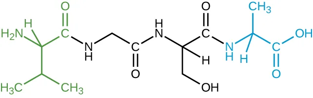 A four-unit peptide chain drawn as a structural formula, colored green at the left end and blue at the right end with two black units in between; each unit's carbon-oxygen group connects to the nitrogen-hydrogen group of the next unit, chaining the four units together.