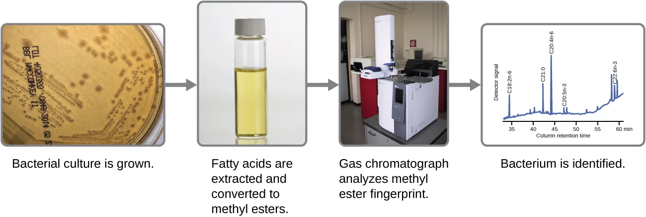 A four-step flowchart of FAME analysis. A photograph of a bacterial culture on an agar plate is captioned "Bacterial culture is grown." An arrow leads to a photograph of a vial of yellow liquid, captioned "Fatty acids are extracted and converted to methyl esters." Another arrow leads to a photograph of a gas chromatography instrument, captioned "Gas chromatograph analyzes methyl ester fingerprint." A final arrow leads to a line graph plotting detector signal against column retention time, with several labeled peaks, captioned "Bacterium is identified."