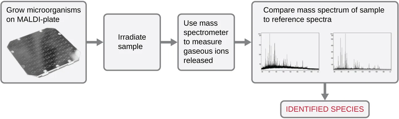 A five-step flowchart illustrating MALDI-TOF identification. A photograph of a metal plate with a grid of small wells is captioned "Grow microorganisms on MALDI-plate." An arrow leads to a box reading "Irradiate sample," then to a box reading "Use mass spectrometer to measure gaseous ions released," then to a box reading "Compare mass spectrum of sample to reference spectra" that displays two spiked line graphs. A final arrow points to a red-lettered box reading "IDENTIFIED SPECIES."