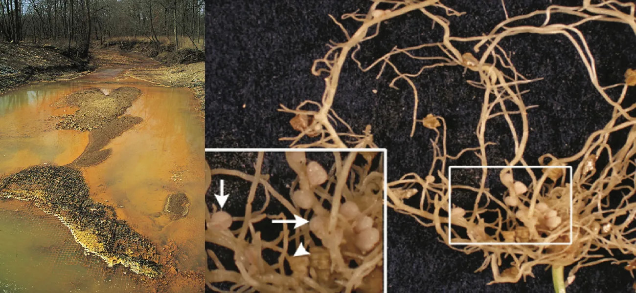 Two photographs. Left, a shallow stream bed whose water and banks are stained orange and rust-brown, with a crusted yellow deposit in the channel and bare trees behind. Right, a tangle of pale plant roots laid on a black background; a white box marks one region, and an inset enlargement of it shows small round nodules on the roots, pointed out by white arrows.