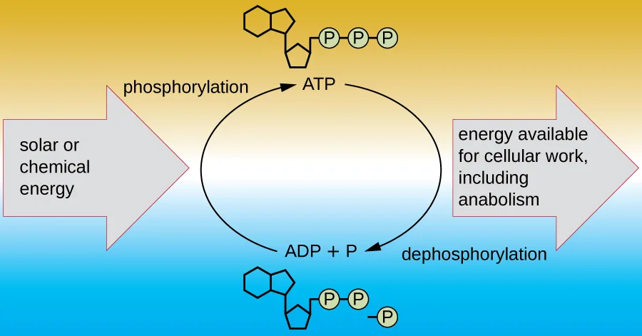 A cyclic diagram: a pink-outlined arrow labeled 'solar or chemical energy' points to a molecule with an adenine/ribose structure and three linked phosphate groups, labeled ATP; phosphorylation forms ATP from ADP + P. A curved arrow leads down to a molecule with two linked phosphate groups and one free phosphate, labeled ADP + P; dephosphorylation breaks ATP down to ADP + P, and the released energy leaves through a pink-outlined arrow labeled 'energy available for cellular work, including anabolism.'