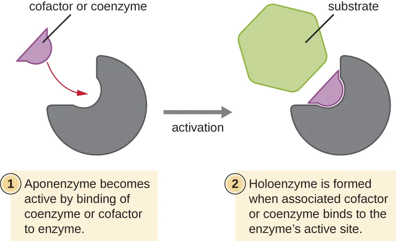 Two numbered panels show a cofactor or coenzyme, drawn as a small purple shape, binding to a notch in a gray enzyme. Panel 1: the purple shape approaches the enzyme's notch, which does not yet match a substrate. Panel 2: with the purple cofactor or coenzyme now bound in the notch, a large green substrate fits against the enzyme's new combined surface.