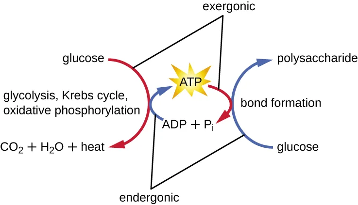 A diamond diagram labeled 'exergonic' on one diagonal and 'endergonic' on the other. On the exergonic (red) side, glucose is broken down through glycolysis, the Krebs cycle, and oxidative phosphorylation into CO₂, H₂O, and heat, building ATP from ADP + Pᵢ at the center. On the endergonic (blue) side, ADP + Pᵢ from that same center is converted back to ATP, whose breakdown drives bond formation joining glucose into a polysaccharide.