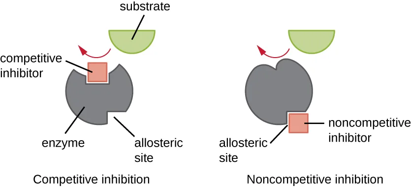 Two side-by-side diagrams of the same gray enzyme, each with a substrate shown above it and an allosteric site marked on the enzyme (the notch where the substrate binds is not separately labeled). Left, 'Competitive inhibition': a pink square inhibitor occupies that notch itself, blocking the substrate from binding there. Right, 'Noncompetitive inhibition': the pink square inhibitor instead occupies the labeled allosteric site, a separate location from the notch.