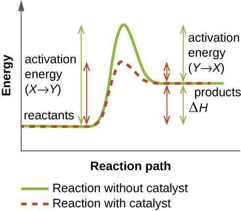A line graph of energy (y-axis) versus reaction path (x-axis) comparing a reaction with and without a catalyst. Both curves start at the same flat 'reactants' level, rise to a peak, then drop to the same flat 'products' level, with products lower than reactants (the gap marked delta H). The catalyzed (red, dashed) curve's peak is much lower than the uncatalyzed (green, solid) curve's peak, showing a smaller activation energy.