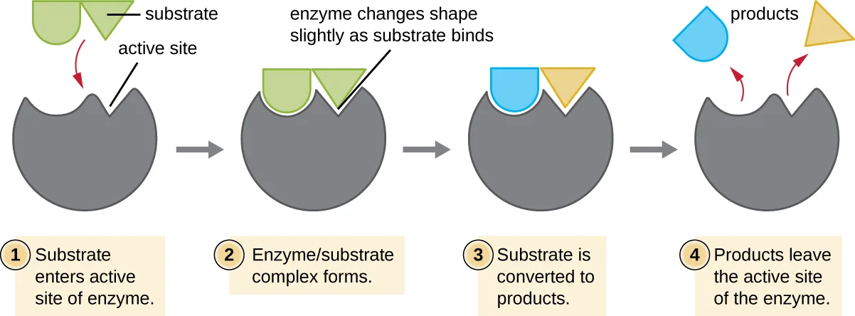 Four numbered panels show an enzyme, drawn as a gray sphere with a notch, binding a substrate at its active site. Panel 1: a matching green substrate approaches the notch. Panel 2: the substrate is seated in the notch, and the enzyme has changed shape slightly around it. Panel 3: the substrate has changed into two differently colored, differently shaped pieces (the products) while still in the notch. Panel 4: the two product pieces are shown leaving the notch.