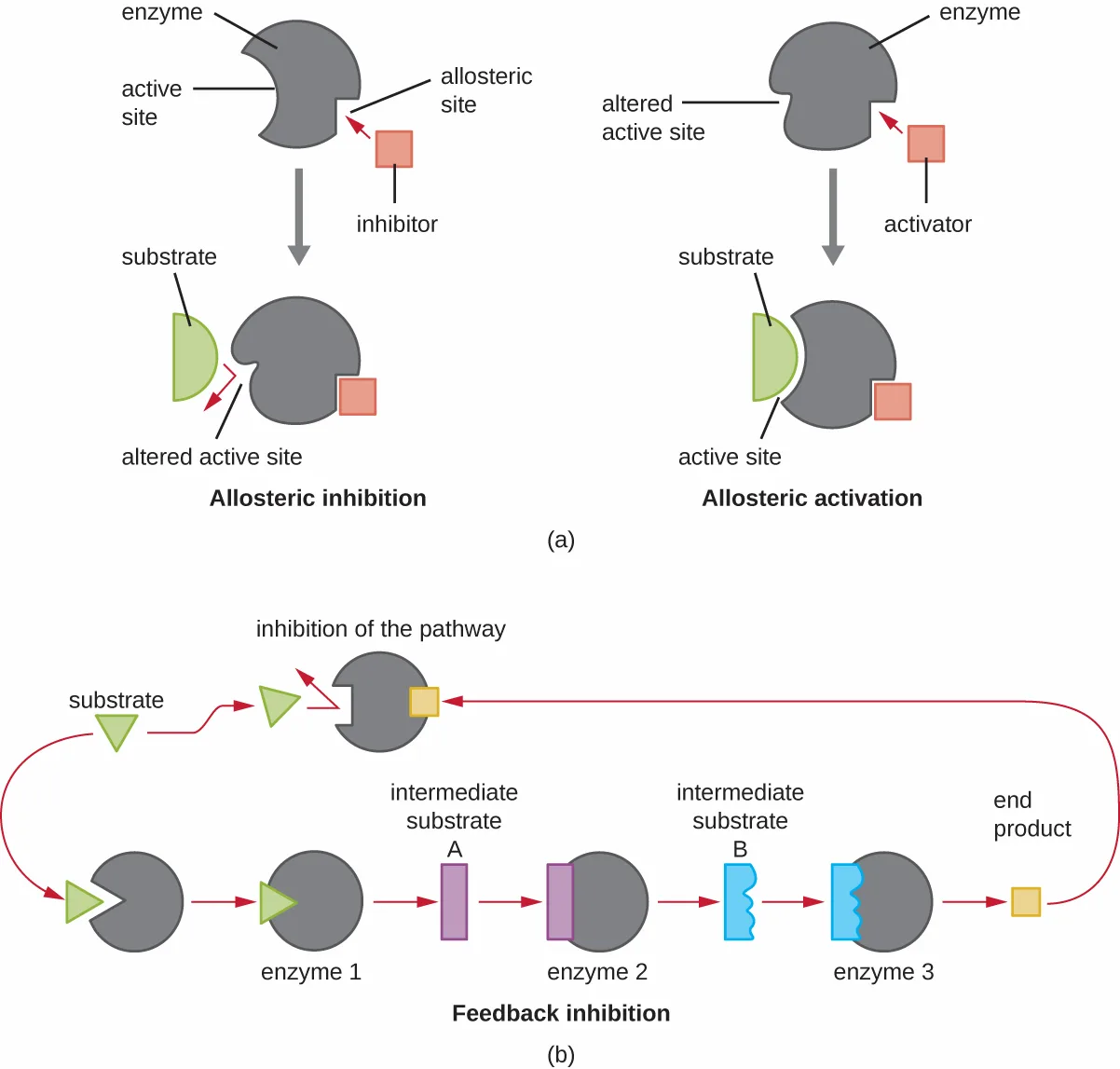Two-part diagram of enzyme regulation. Part (a): two side-by-side pairs of enzyme drawings compare allosteric inhibition and allosteric activation, each shown before and after a pink square (inhibitor or activator) binds the enzyme's allosteric site, changing the shape of its active site. Part (b): a chain of three gray enzymes converts a substrate through two intermediate substrates to an end product, with the end product looping back along a red arrow to block the first enzyme from binding new substrate.