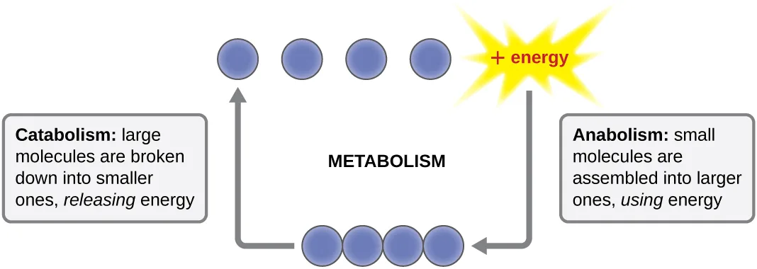 A cyclic diagram: four blue circles joined into one chain at the bottom break apart into four separate circles at top, releasing energy shown as a yellow burst labeled '+ energy' — this is catabolism, breaking a large molecule down into smaller ones and releasing energy. The reverse arrow, from the four separate circles and the energy burst back down to the joined chain, is anabolism, assembling small molecules into a larger one using energy. Both arrows meet at the center word 'METABOLISM.'