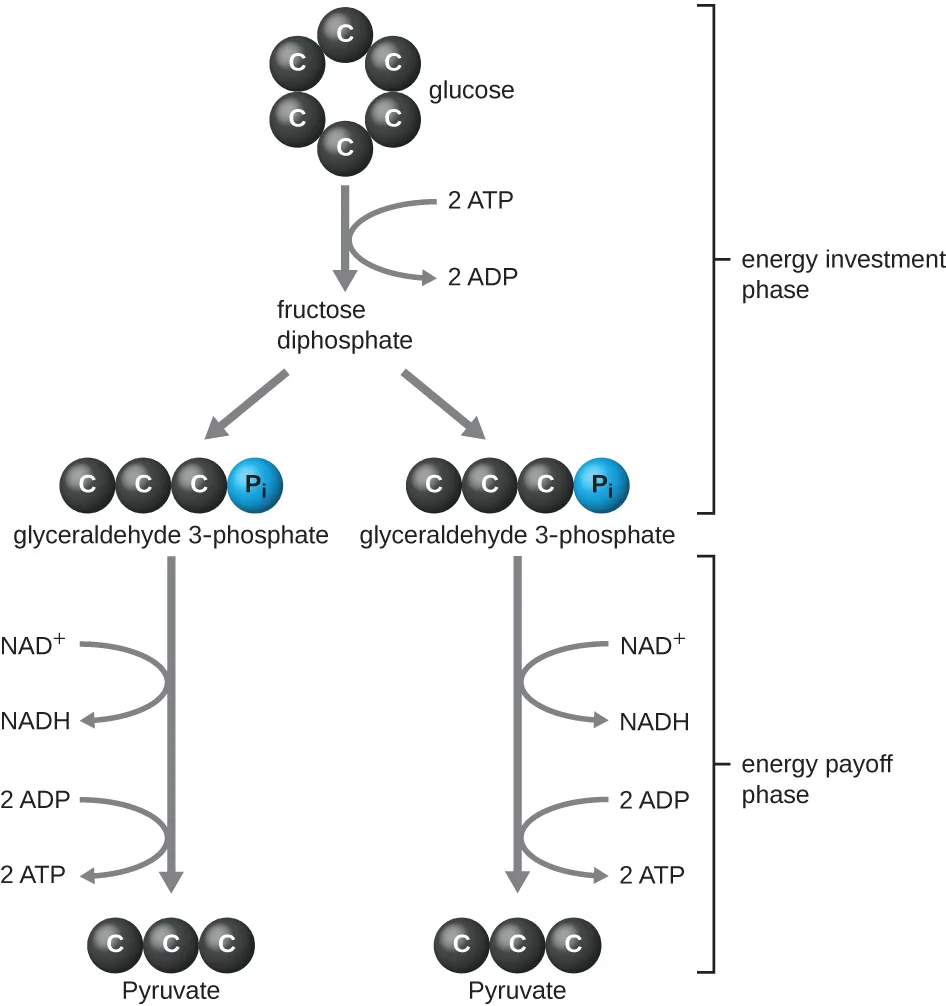 A flow diagram of the Embden-Meyerhof-Parnas pathway. In the energy investment phase, a six-carbon glucose (drawn as a ring of six dark carbon spheres) uses two ATP to form the intermediate fructose diphosphate, which splits into two three-carbon glyceraldehyde 3-phosphate molecules, each carrying a phosphate group (Pᵢ). In the energy payoff phase, each glyceraldehyde 3-phosphate is oxidized to three-carbon pyruvate, and each conversion reduces one NAD⁺ to NADH and adds two phosphates from ADP to make two ATP.