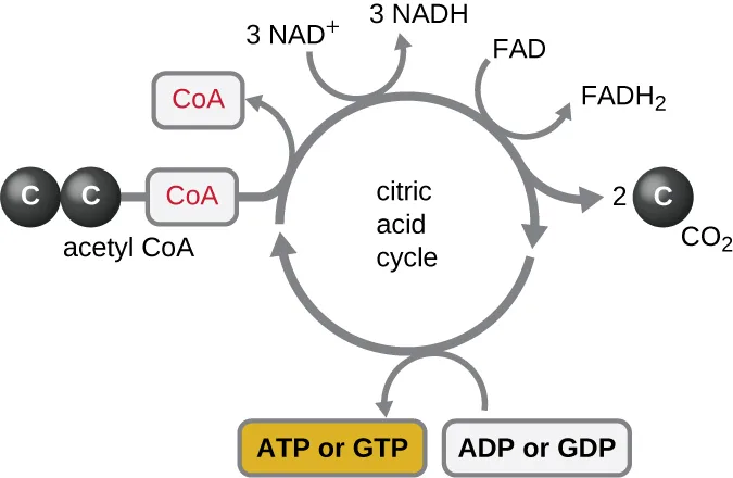 The Krebs cycle drawn as a circular arrow labeled 'citric acid cycle.' Acetyl-CoA (two linked carbon spheres tagged CoA) enters at left and releases free CoA; going clockwise, one arrow converts 3 NAD⁺ to 3 NADH, one converts FAD to FADH₂, one releases 2 CO₂, and one at the bottom converts ADP or GDP into ATP or GTP.