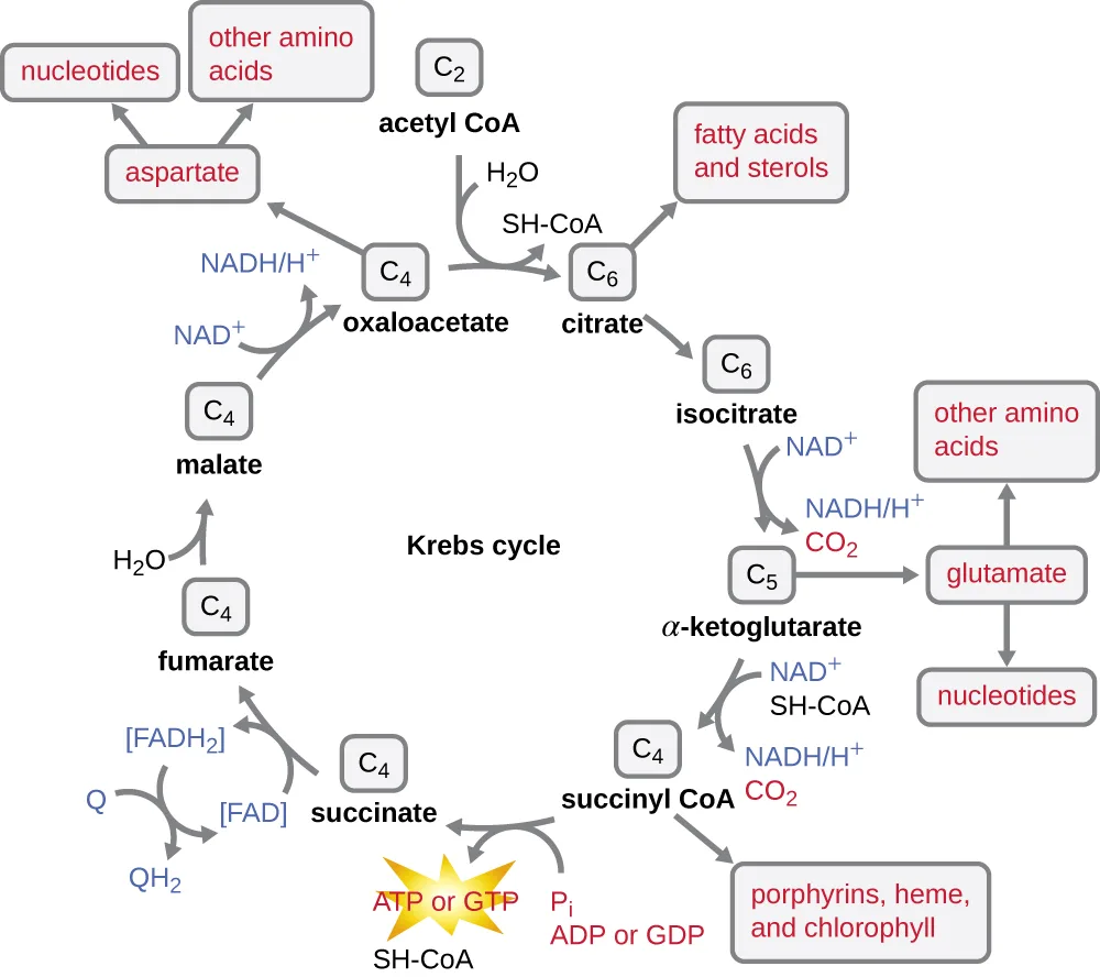 A detailed Krebs-cycle diagram naming each four-, five-, or six-carbon intermediate around the loop and the biosynthetic pathways that branch off several of them: citrate feeds fatty acids and sterols, α-ketoglutarate feeds glutamate (then other amino acids and nucleotides), succinyl-CoA feeds porphyrins, heme, and chlorophyll, and oxaloacetate feeds aspartate (then other amino acids and nucleotides).