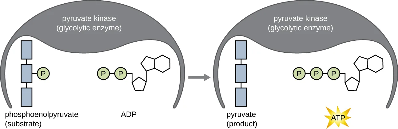 The enzyme pyruvate kinase, drawn as a rounded arch, holds two substrates: phosphoenolpyruvate, drawn as three linked blue units with one attached phosphate group, and ADP, drawn with two linked phosphate groups attached to an adenine-ribose ring. An arrow shows the enzyme converting these into pyruvate, the same three blue units without a phosphate group, plus ATP, drawn with three linked phosphate groups attached to the same ring structure.