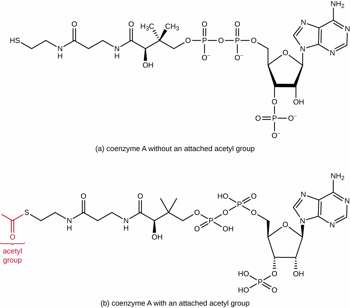 Coenzyme A is drawn as a five-carbon ribose ring with adenine attached at carbon 1 and a phosphate group at carbon 3. At carbon 5, outside the ring, two linked phosphate groups connect to a long carbon-and-nitrogen chain ending in a sulfur atom; in panel (a) that sulfur is free (coenzyme A alone), and in panel (b) an acetyl group is bound to it, forming acetyl-CoA.
