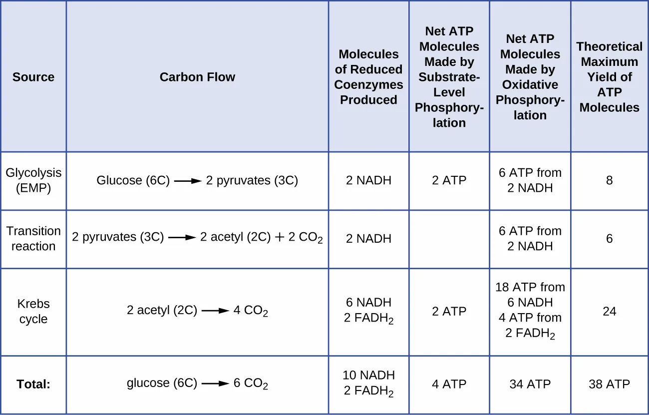 A table with four rows (Glycolysis, the transition reaction, the Krebs cycle, and the glucose-to-CO₂ total) and six columns (source, carbon flow, reduced coenzymes produced, net ATP from substrate-level phosphorylation, net ATP from oxidative phosphorylation, and theoretical maximum ATP yield), transcribed above.